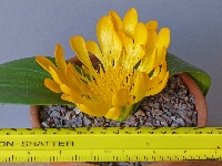Daubenya aurea with 'ruler'